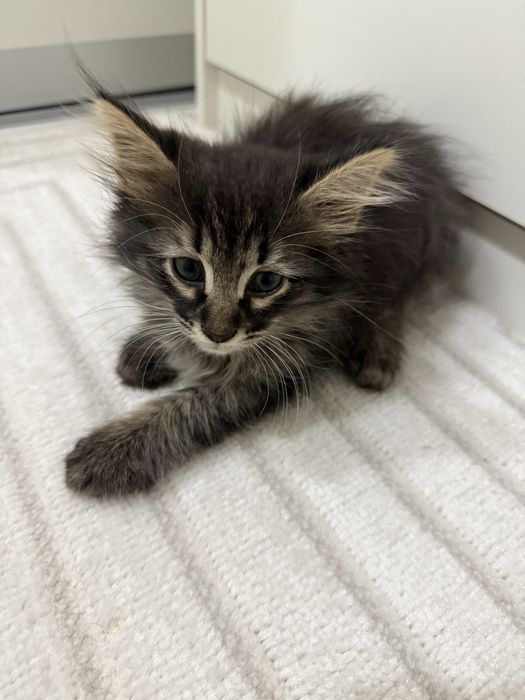 Котенок 2 месяца девочка!