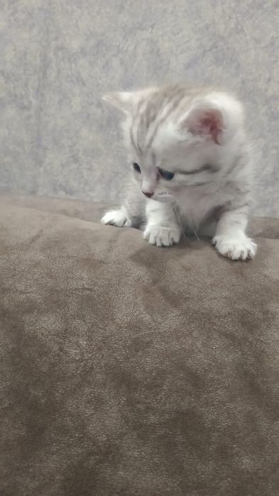 Котята скотиш фолд