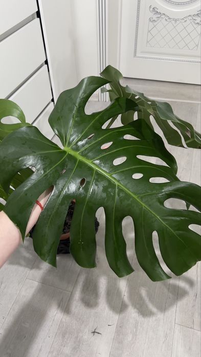 Красивая Монстера