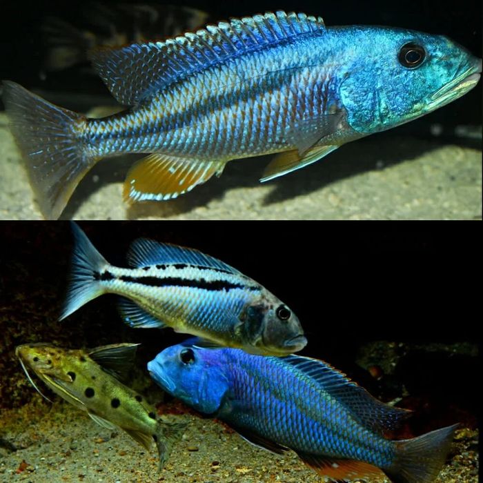 Малави Африканские Цихлид Выбор много afrika malavi sixlidlari sotilad