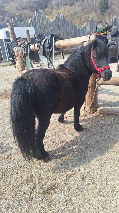 Vând un ponei de șase ani foarte cuminte învățat cu copiii