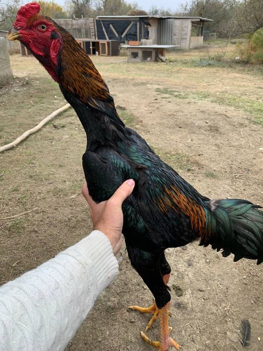 Дакан шоже сатылады