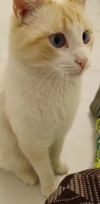 Кот мальчик в добрые руки