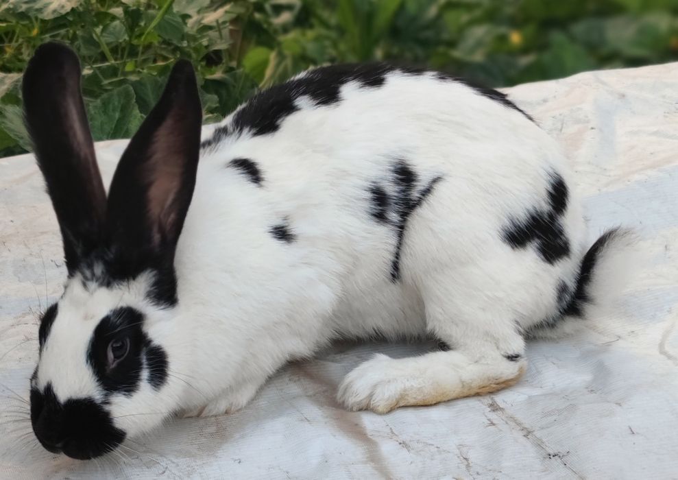 Крольчиха породы строкач кролик