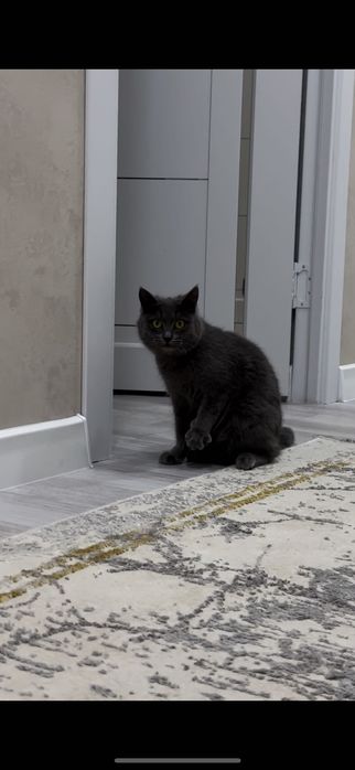 Кошка породистая