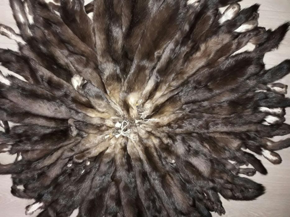 продам шкурки соболя