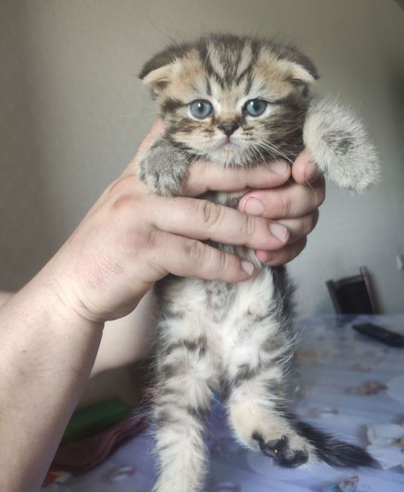 котята мушукчала