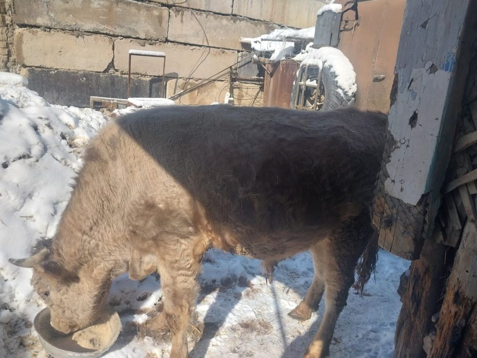 Продам быка 2,5 года