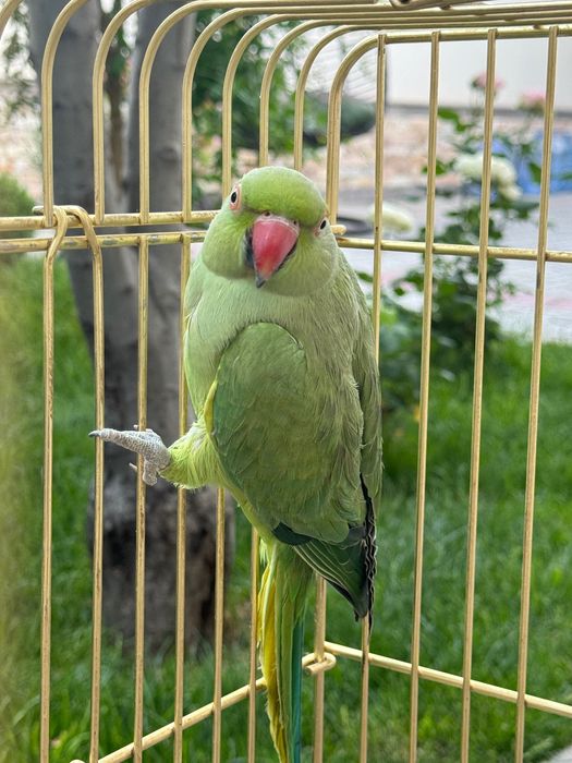 Красивый ожереловый попугай