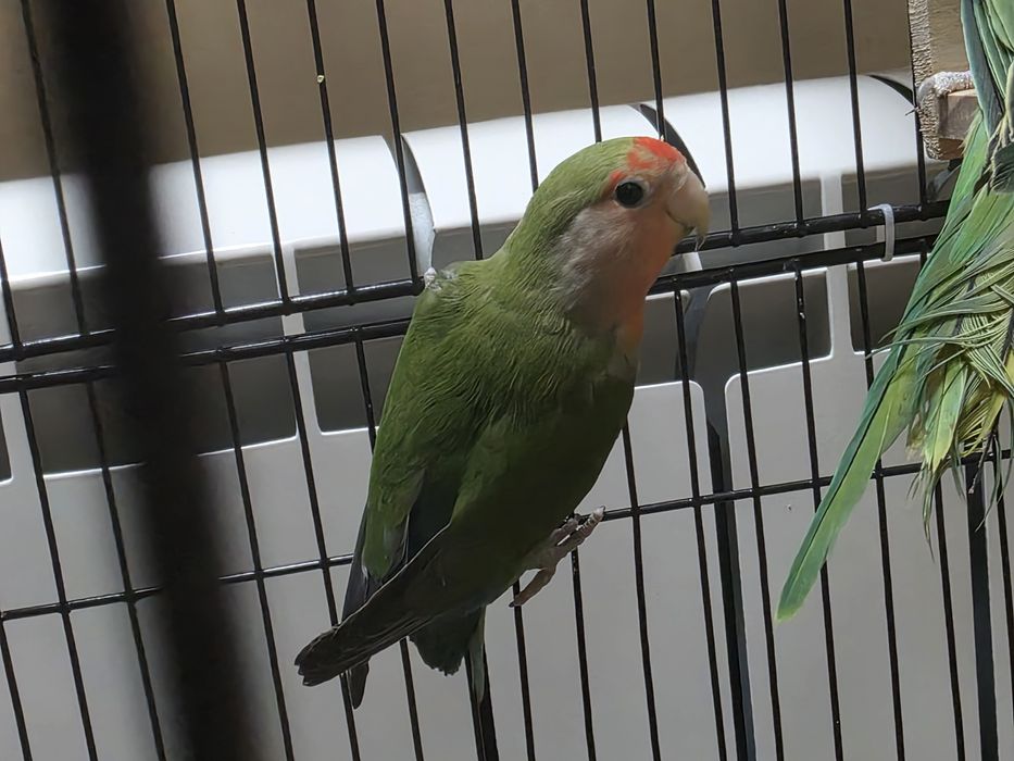 Попугай неразлучник