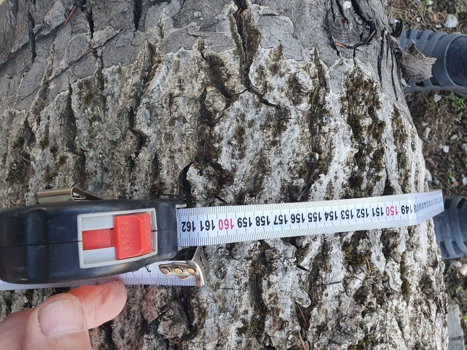 Орехов труп,отрязан пролетта