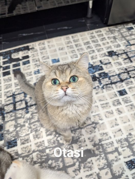 Scottish fold mushuk sotiladi