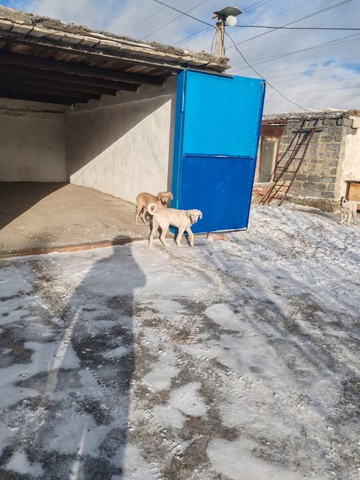 Продам щенков ТАЗЫ 6 месячные,близнецы