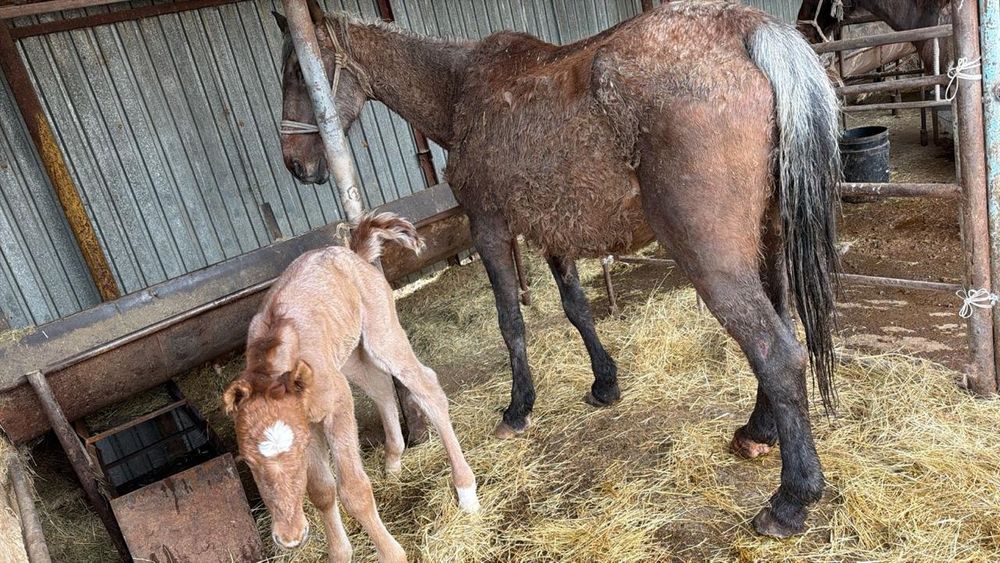 Құлынды биелер сатылады