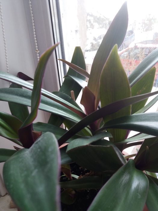 Комнатный цветок рэо