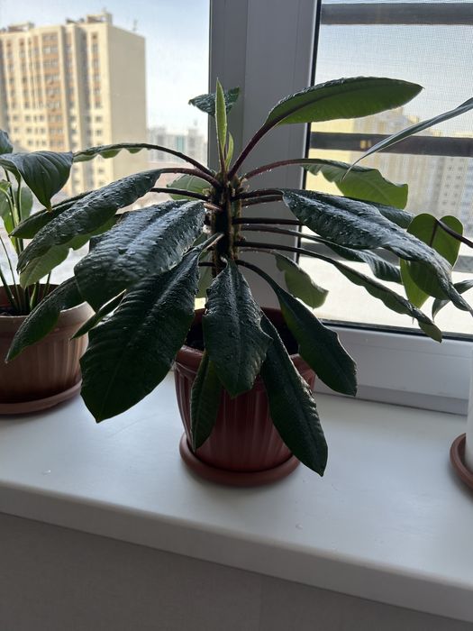 Продам растение молочай