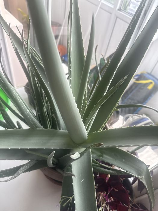 Алое вера цветы лечебн