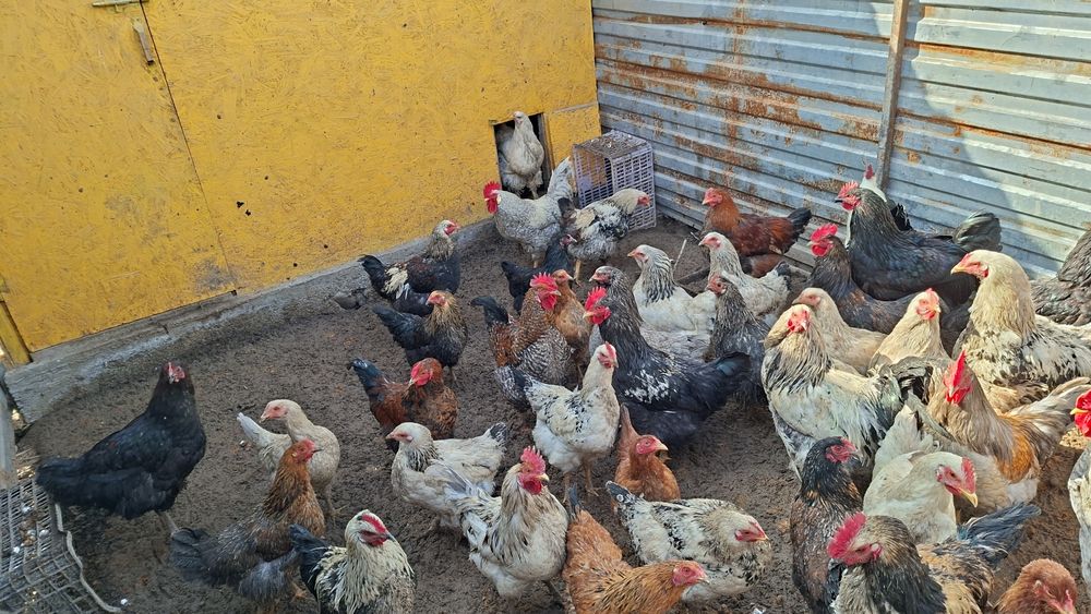 Продам домашних курей