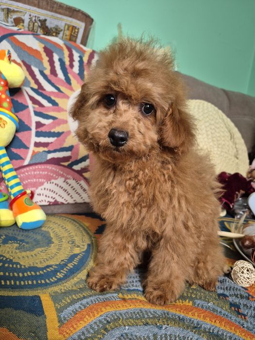 Пудель малый мальчик