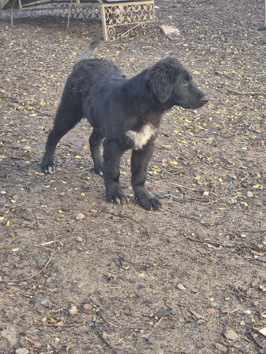 Ciobanesc Corb femelă