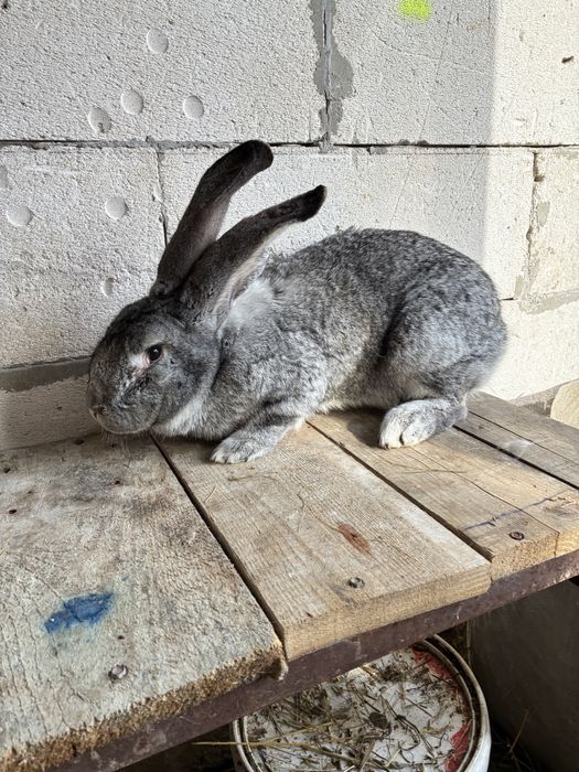 Vand femela urias german