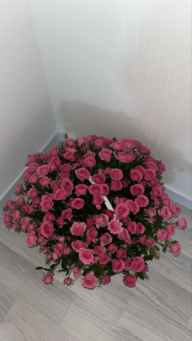 Цветы , свежий , красивый