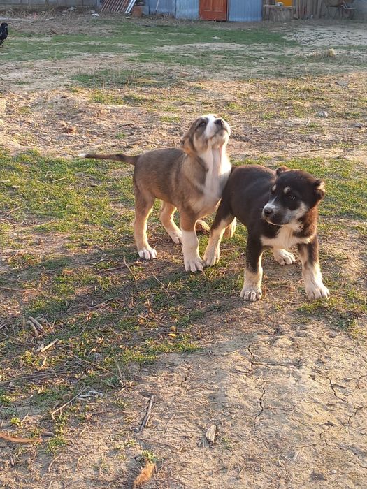 Төбет күшік 1 жарым айлық