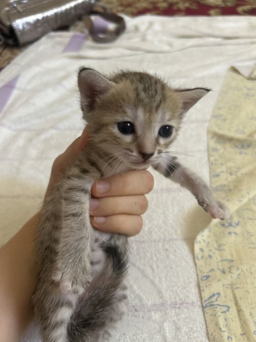Отдам котят в хорошие руки