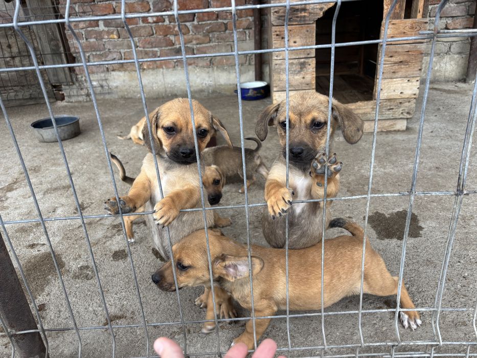 Donez cățeluși adorabili