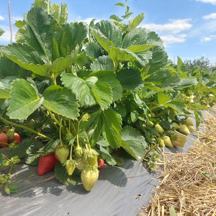 Comercializam stoloni capsuni , soiuri remontante Albion , Elsanta