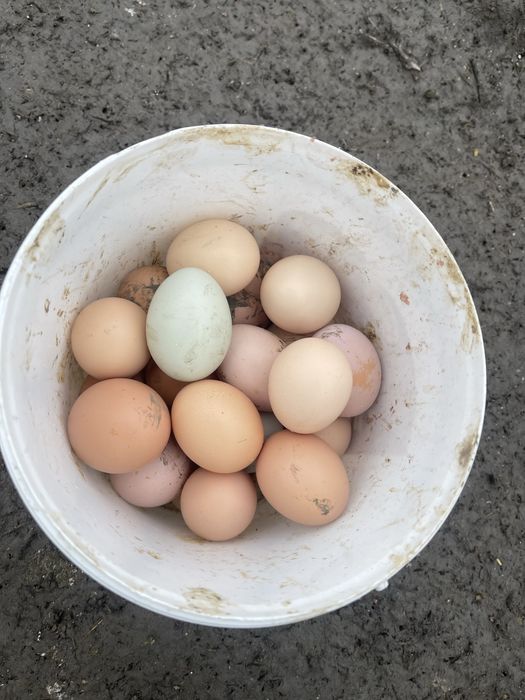 Oua de gaina de casa, oua verzi, oua de rata.