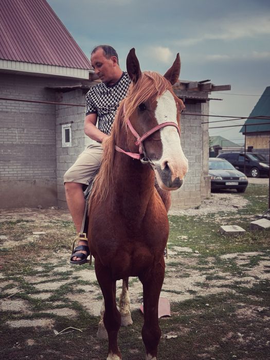 Алдыңғы көкпар ат