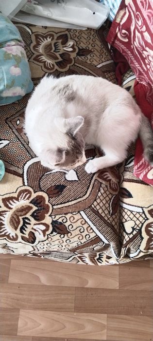 Отдам кота  бесплатно