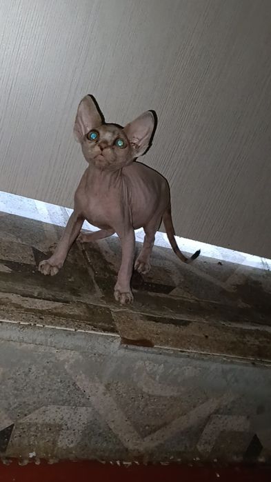 Канадский сфинкс