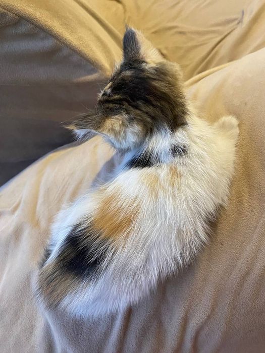 Котёнок домашний