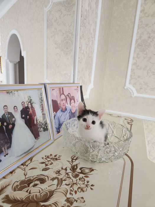 Отдам котят в добрые руки
