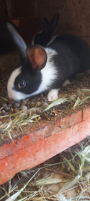 Iepuri  hycole disponibili