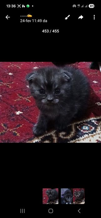 Britanskiy mushukchalar