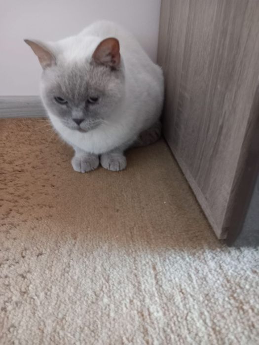 Британска късокосместа