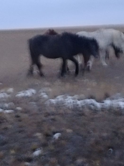 Соғымға  жылқы сатам