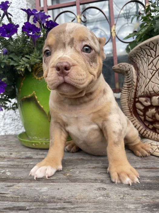 Американский булли