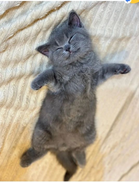ПИТОМНИК Cute flyffy