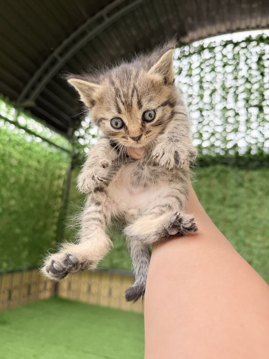 Шотландский кошки