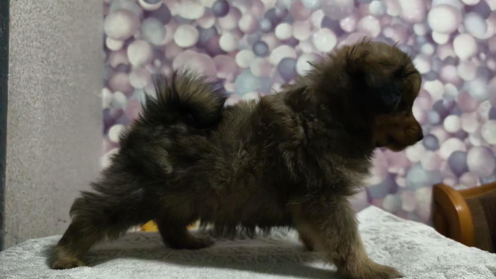 Продам щенков шпица метисы !