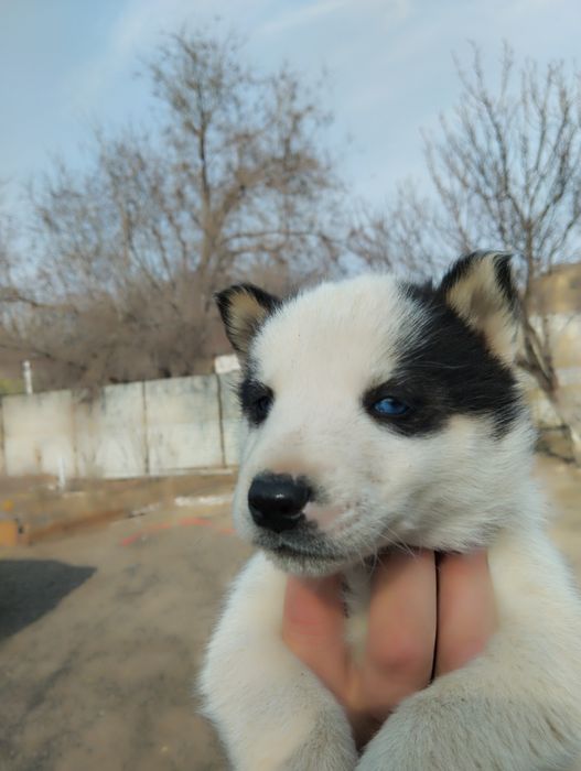 Щенки Сибирской хаски