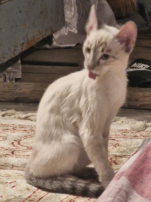 Котёнок мальчик в добрые руки