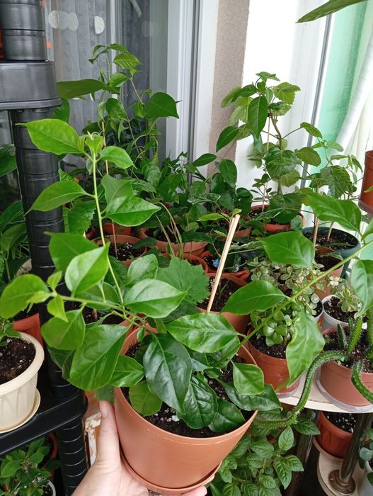 Продам комнатные растения