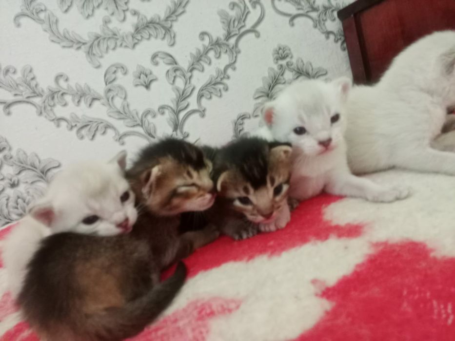 Котята чаузи колор поинт