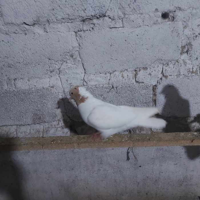 Сарыбас голубка лет с игрой