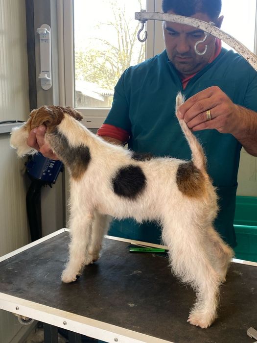Vand fox terrier sarmos